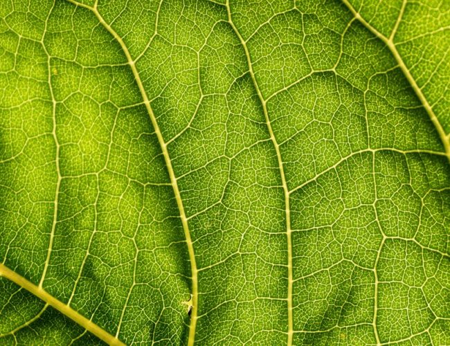 Innovative eco-fashion by Lyric and Mira