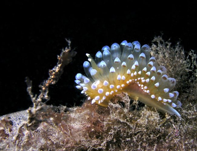 Mesoamerican Biological Corridor: a conservation effort by Max van Rijswijk