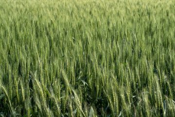 CSR in Zimbabwe: Cultivating Sustainable Agriculture & Youth Futures