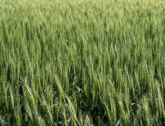 CSR in Zimbabwe: Cultivating Sustainable Agriculture & Youth Futures